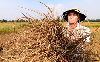 Mực nước sông Mekong tiếp tục thấp, miền Tây nguy cơ mất mùa nước nổi