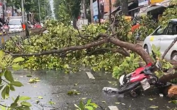 TP.HCM: Cây gãy nhánh đè ô tô, xe máy, nhiều người thoát nạn