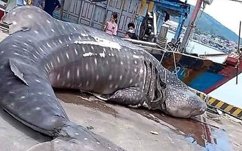 Phát hiện xác cá voi nhám nặng khoảng 2 tấn trên vùng biển Nghệ An