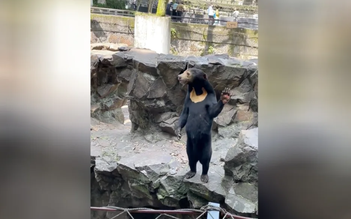 Sở thú Trung Quốc bác tin đồn cho người đóng giả gấu chó