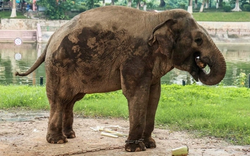 Đề xuất đưa 2 con voi ở vườn thú Hà Nội về vườn quốc gia Yók Đôn