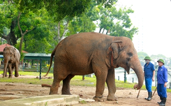 Đề xuất đưa 2 con voi về tự nhiên: 'Không phải cứ có tiền là chuyển được'