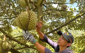 Siết chất lượng trái cây xuất khẩu sang Trung Quốc