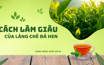 Cùng sống xanh số 45: Trồng chè khi người dân chặt chè, anh Thanh giàu lên nhờ chăm cây bằng phương pháp hữu cơ