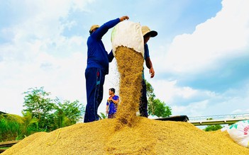 Giá gạo Việt đứng đầu thế giới