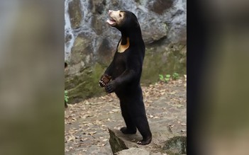 Bị nghi dùng người giả gấu, sở thú Trung Quốc vội đính chính