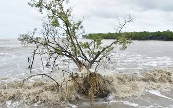 Gần 29,2 km bờ biển sạt lở, Cà Mau công bố tình huống khẩn cấp