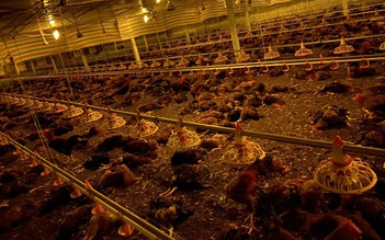 Trang trại chết 8.000 con gà, chính quyền kêu gọi người dân 'giải cứu'