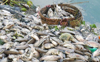 TP.Đà Nẵng: Khoảng 4 tấn cá chết nổi trắng mặt nước kênh Đa Cô