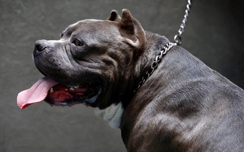 Sau nhiều vụ cắn chết người, chó Bully XL sẽ bị cấm nuôi ở Anh