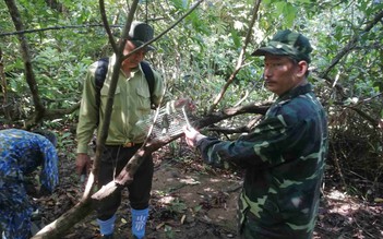 Đà Nẵng: Phát hiện hơn 700 bẫy thú chỉ trong 9 tháng ở bán đảo Sơn Trà