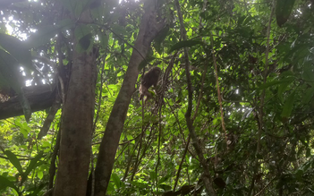 Bình Phước: Thả cá thể khỉ mặt đỏ quý hiếm về rừng tự nhiên