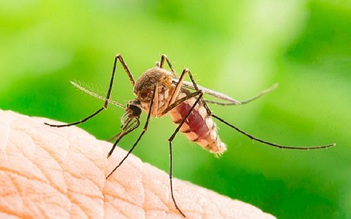 Làm sao để ngăn vết muỗi đốt trở thành sẹo?