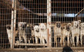 Hàn Quốc cấm thịt chó, người nuôi muốn hỗ trợ bao nhiêu?