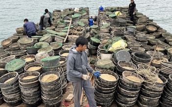 Quảng Ninh: Xử lý dứt điểm việc nuôi thủy sản trái phép trên vịnh Bái Tử Long