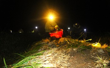 Tết Giáp Thìn 2024: Nông dân chong đèn xuyên đêm thu hoạch củ kiệu