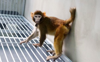 Trung Quốc nhân bản vô tính khỉ vàng khỏe mạnh đầu tiên