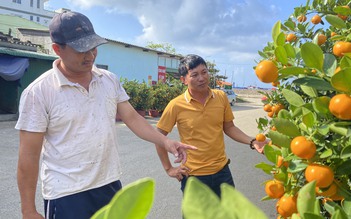 Tết Giáp Thìn 2024: Quất cảnh có mặt trên đảo Lý Sơn, trái sum suê nhờ thời tiết đẹp