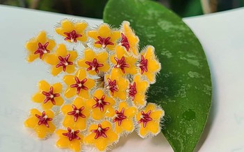 Bộ sưu tập gần 500 loài hoa cẩm cù ở đảo ngọc