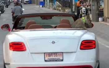 Người lái xe Bentley mui trần chở sư tử dạo phố bị Thái Lan điều tra