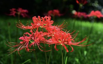 Hoa bỉ ngạn có nghĩa gì mà gây 'sốt' trên mạng xã hội?