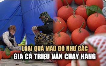 Bưởi 'lạ' màu đỏ như gấc, đúc chữ tài lộc giá chát vẫn khan hàng dịp tết