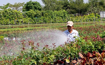 Chợ hoa xuân Bình Điền miễn phí cho cả... tiểu thương