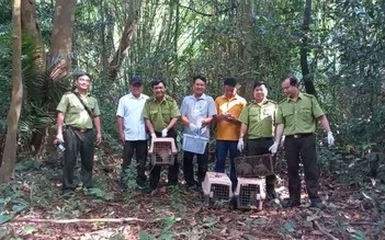 Thả khỉ ‘siêu quậy’ cùng nhiều động vật hoang dã về tự nhiên