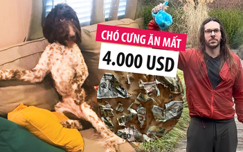 Chó cưng ngốn mất trăm triệu, khổ chủ phải rửa tiền