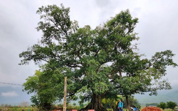 Độc đáo cây di sản Việt Nam: Cụ đa 'trơ gan cùng tuế nguyệt'