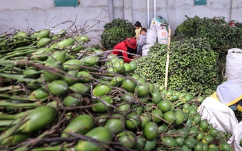 Sốc với giá trái cau tươi tăng chóng mặt