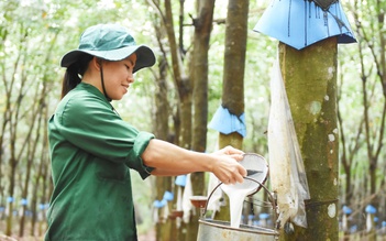 Cao su Đồng Phú - Thành công từ sự đổi mới