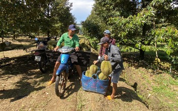 Người Trung Quốc mê sầu riêng, Việt Nam thu ngay hơn 2,6 tỉ USD