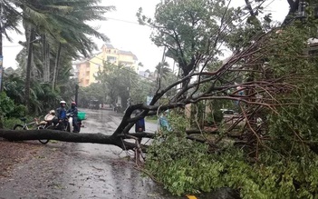 Bão Trà Mi: Cây xanh ngã, suýt đè trúng người đi đường ở Quảng Nam