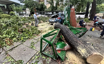 Đầu năm 2024 đến nay: Hơn 400 cây xanh ở TP.HCM bị ngã đổ vì giông lốc, mưa gió