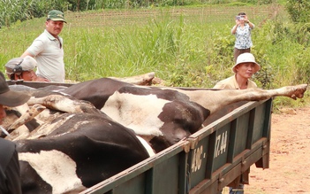 Vụ bò sữa bị chết do tiêm vắc xin: 20 hộ chưa nhận tiền đền bù