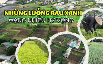 Buôn Ma Thuột: Nhiều vườn rau tất bật vào vụ tết