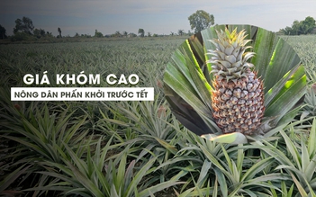 Giá khóm cao, nông dân miền Tây phấn khởi trước Tết Ất Tỵ