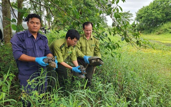 Nhiều động vật hoang dã được thả về tự nhiên