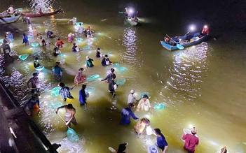 Bình Định: Người dân đổ xô vớt chình giống trên sông La Tinh