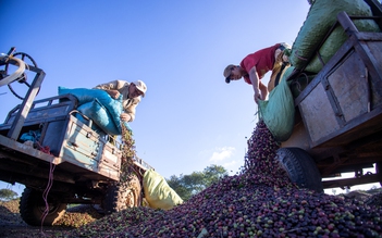 Giá cà phê Tây nguyên đạt mốc lịch sử 80.000 đồng/kg