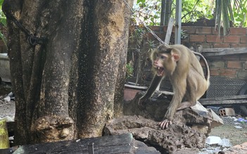 Mở sạp trái cây bán khai trương đầu năm bị khỉ tấn công gây thương tích