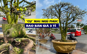 Cây mai trăm tuổi từ phố núi Gia Lai có gì đặc biệt khi được rao bán 3 tỉ?