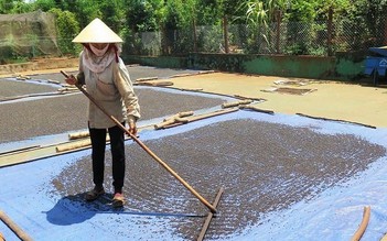 Giá hồ tiêu tăng, vì sao nông dân chờ ăn tết xong mới bán?