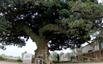 Chiêm ngưỡng cây trôi cổ thụ hơn 400 năm tuổi ở Hà Tĩnh