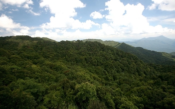 Hợp tác Việt - Mỹ chung tay bảo vệ rừng