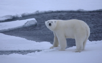 Bắc Cực có thể sắp phải đối diện mùa hè không băng