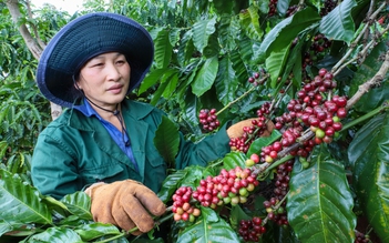 ‘Giá cà phê lên 120.000 đồng/kg cũng là bình thường’