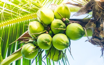 Ngày mới với tin tức sức khỏe: Nên uống tối đa bao nhiêu trái dừa mỗi ngày?