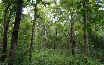 Giám sát tài nguyên rừng hiệu quả ở Bình Thuận
